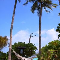 島のあちこちにハンモックが吊るされています