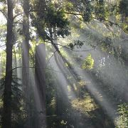 朝の清涼な空気が心地よい公園