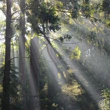 早朝には、霧の中の木立や日の光がきれいなビクトリア・パーク。