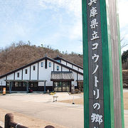 コウノトリが共生できる環境づくりをしている兵庫県立コウノトリの郷公園（ひょうごけんりつコウノトリのさとこうえん）