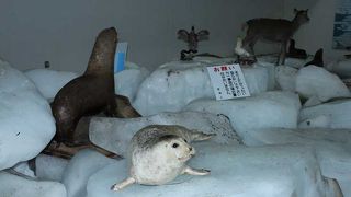 おみやげ物やさんの冷凍庫