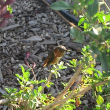 かわいい鳥や小動物もみかけます