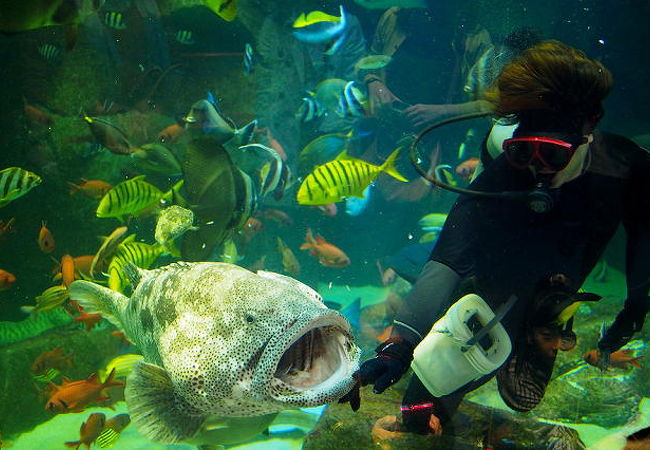 宮島水族館 みやじマリン クチコミ アクセス 営業時間 宮島 厳島神社 フォートラベル