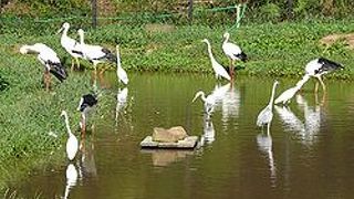 飼育コウノトリの観察ができる豊岡市立コウノトリ文化館コウノピア