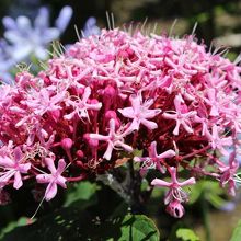 アマギノクサキ