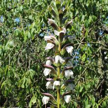 ハアザミ・アカンサス