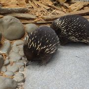 カモノハシ、ハリモグラと触れ合える穴場スポット