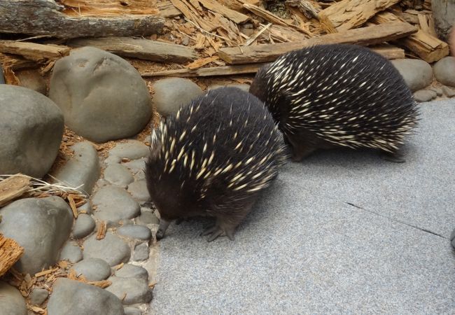 カモノハシ、ハリモグラと触れ合える穴場スポット