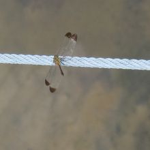 トンボが止まっていました。