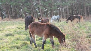 寒立馬を見ないと(^^)/！！