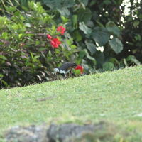 ホテルの庭の来客