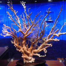 これも珍しいサンゴ