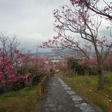 名護城公園の桜の園