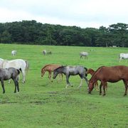 ハルラ山の山麓にいます