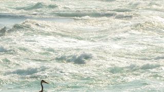 大鳴門橋の袂から眺める「渦潮」