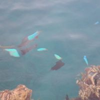 テラス下の魚たちです。