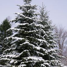 ちょうど雪が降り・・・・