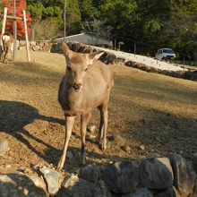 人懐っこい鹿クン