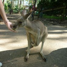 カンガルー
