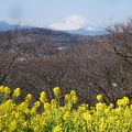 富士山バックに菜の花が見ごろ