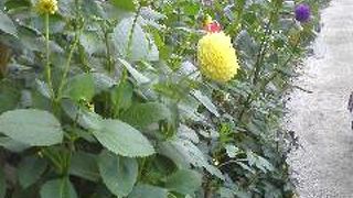 ダリアの季節に