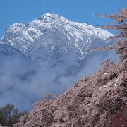 さくら並木に花畑、バックに雪化粧の甲斐駒ケ岳