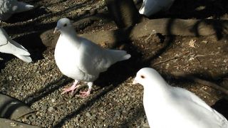白い鳩がたくさん