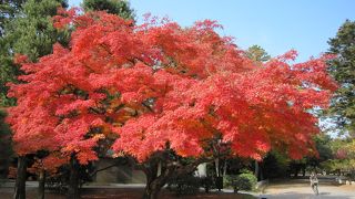 京都御所の紅葉