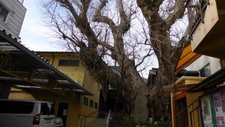 銀杏の大木で有名です