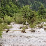 川底に木々が生えている光景