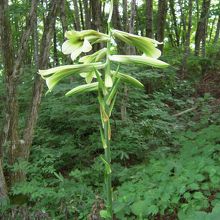 前庭に咲いていたオオウバユリ