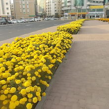 特に黄色のお花が目立っていたように思います