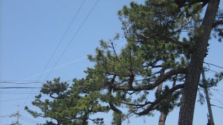 手入れされてます