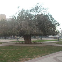 大きな木もありました