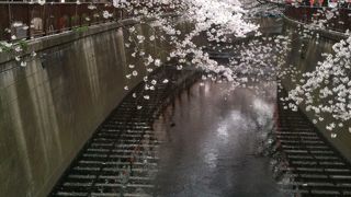 桜の季節がおすすめ