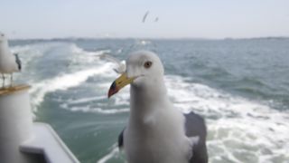 松島観光遊覧船　オススメ！