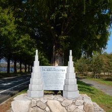 新・日本の街路樹百選に選ばれているそうです