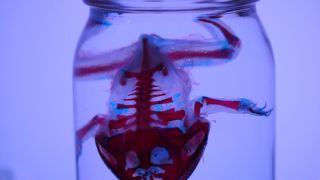 透明骨格標本が美しかった沼津港深海水族館