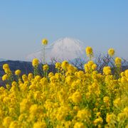 関東富士見100景　菜の花越しの富士山は絶景です　【吾妻山公園】