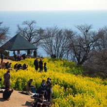 展望台から望む相模湾