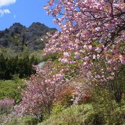 山々の景色と八重桜は素晴らしい