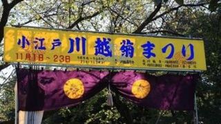 色とりどりの菊が綺麗