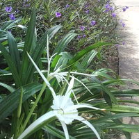 ホテルのガーデンの花々