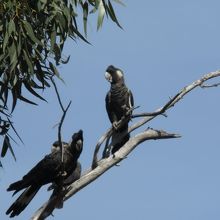 こんな野鳥もたくさん