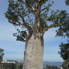 大きなバオバブの木