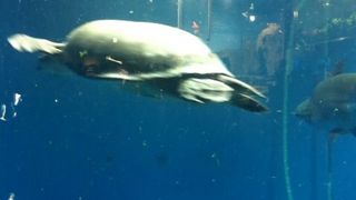 ファミリー向けアットホーム水族館