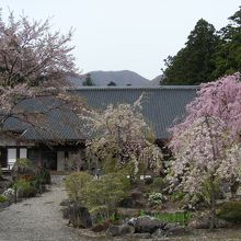 光前寺のしだれ桜