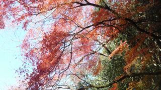 素晴らしい景観、紅葉をもとめて赤目四十八滝へ！。