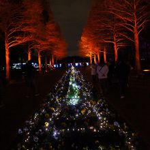 長居植物園　ガーデンイルミネーション