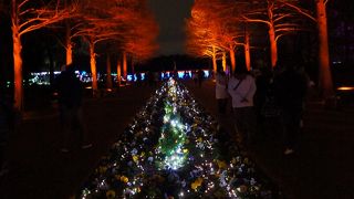 長居植物園　ガーデンイルミネーション